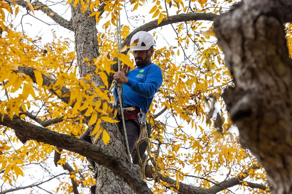 Skilled Dead Tree Removal crew working in Monument